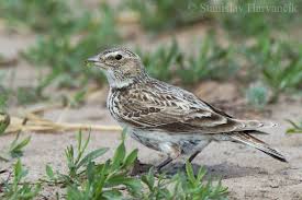 Image result for Melanocorypha yeltoniensis