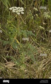 Attēlu rezultāti vaicājumam “Peucedanum palustre”