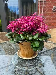 Attēlu rezultāti vaicājumam “Saxifraga cymbalaria flower”