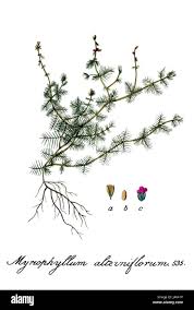 Attēlu rezultāti vaicājumam “Myriophyllum alterniflorum leaf”