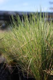 Attēlu rezultāti vaicājumam “Festuca psammophila”