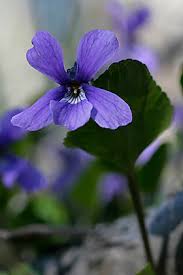 Attēlu rezultāti vaicājumam “Viola uliginosa”