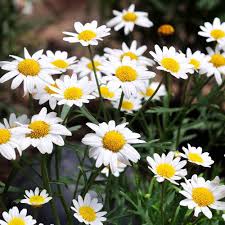 Image result for Chrysanthemum leucanthemum