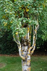 Attēlu rezultāti vaicājumam “Populus x petrowskyana”