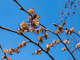 Attēlu rezultāti vaicājumam “Ulmus glabra flower”