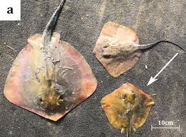 Image result for Dasyatis chrysonota