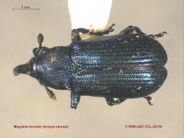 Attēlu rezultāti vaicājumam “Magdalis sp.”