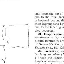 Attēlu rezultāti vaicājumam “Epirranthis diversata upperside”