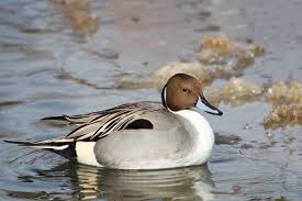 Attēlu rezultāti vaicājumam “Anas acuta male”