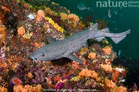 Image result for Poroderma pantherinum