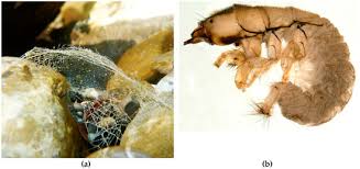 Attēlu rezultāti vaicājumam “Trichoptera egg mass”