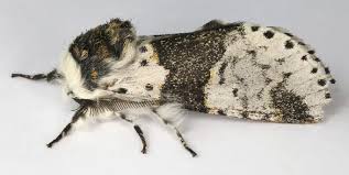 Image result for Alder Cc