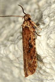Attēlu rezultāti vaicājumam “Agonopterix heracliana”