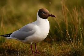 Image result for Chroicocephalus ridibundus