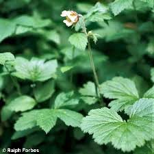 Attēlu rezultāti vaicājumam “Geum x intermedium flower”