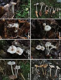 Attēlu rezultāti vaicājumam “Porotheleum fimbriatum”