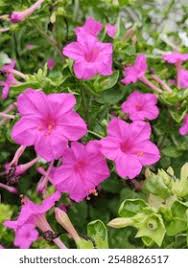 Attēlu rezultāti vaicājumam “Viola mirabilis”