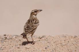 Image result for Melanocorypha bimaculata