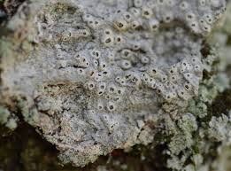 Attēlu rezultāti vaicājumam “Thelotrema lepadinum”