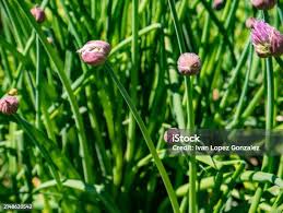 Attēlu rezultāti vaicājumam “Allium schoenoprasum bud”
