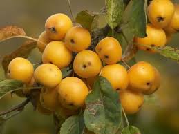 Attēlu rezultāti vaicājumam “Malus x zumi”