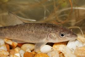 Image result for Barbus barbus