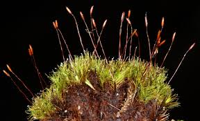 Attēlu rezultāti vaicājumam “Distichium capillaceum”