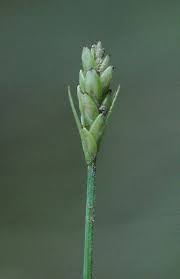 Attēlu rezultāti vaicājumam “Carex loliacea”