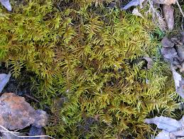 Attēlu rezultāti vaicājumam “Abietinella abietina”