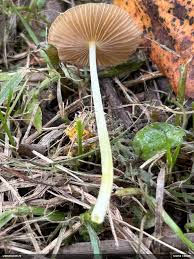 Attēlu rezultāti vaicājumam “Diderma ochraceum macro”