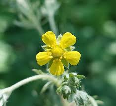 Image result for Potentilla argentea