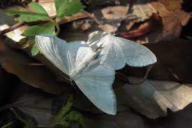 Attēlu rezultāti vaicājumam “Scopula floslactata”