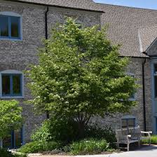 Attēlu rezultāti vaicājumam “Sorbus alnifolia”