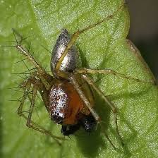 Attēlu rezultāti vaicājumam “Salticus sp.”