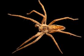 Attēlu rezultāti vaicājumam “Pisaura mirabilis”