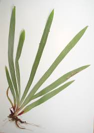 Attēlu rezultāti vaicājumam “Carex pilosa leaf”