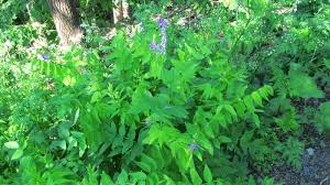 Attēlu rezultāti vaicājumam “Galega orientalis leaf”