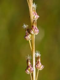 Attēlu rezultāti vaicājumam “Triglochin palustre”