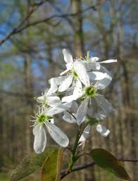 Attēlu rezultāti vaicājumam “Amelanchier canadensis”