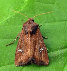 Attēlu rezultāti vaicājumam “Celaena leucostigma”