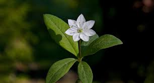 Attēlu rezultāti vaicājumam “Trientalis europaea bud”