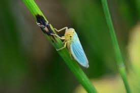 Attēlu rezultāti vaicājumam “Cicadella viridis”