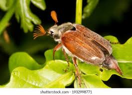 Attēlu rezultāti vaicājumam “Melolontha melolontha”