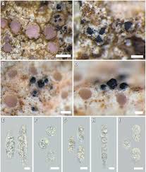 Attēlu rezultāti vaicājumam “Lichenoconium xanthoriae”