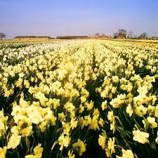 Image result for Holbeach and Fenland