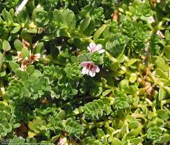 Attēlu rezultāti vaicājumam “Glaux maritima”