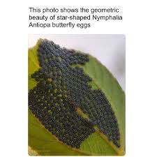 Attēlu rezultāti vaicājumam “Nymphalis antiopa”