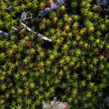 Attēlu rezultāti vaicājumam “Syntrichia latifolia macro”