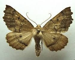 Attēlu rezultāti vaicājumam “Odontopera bidentata”