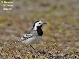 Attēlu rezultāti vaicājumam “Motacilla alba adult”